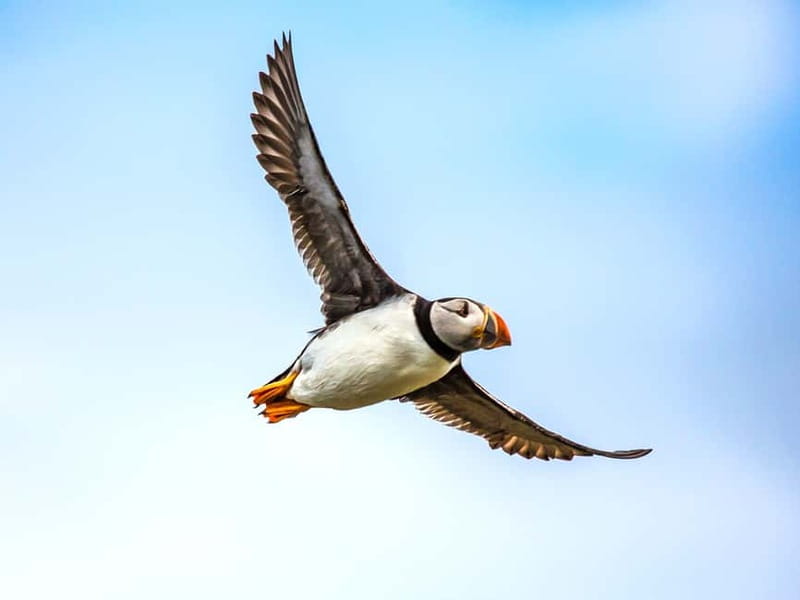 Puffin Watching Yacht Cruise from Downtown Reykjavík - Faxaflói Bay Views: Mount Esja and Reykjavík From the Water