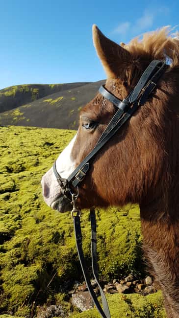Reykjadalur: Horseback Riding Tour for Families & Beginners - Key Points to Know Before You Go