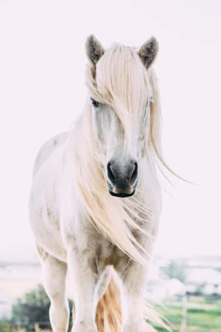 Reykjadalur: Horseback Riding Tour for Families & Beginners - Your Guide Makes the Difference, From Claire to Tiffaine