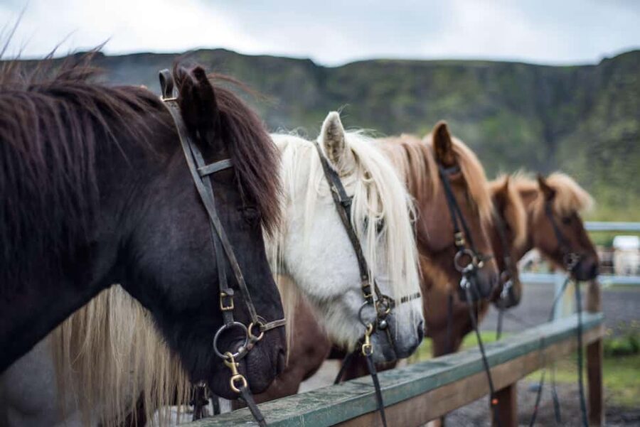 Reykjadalur: Horseback Riding Tour for Families & Beginners - Who This Is Best For, and Who Should Skip It