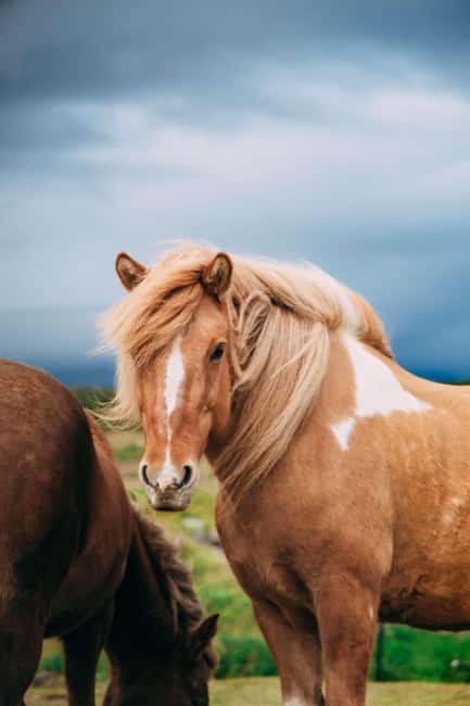 Reykjadalur: Horseback Riding Tour for Families & Beginners - What the Experience Feels Like in Real Life