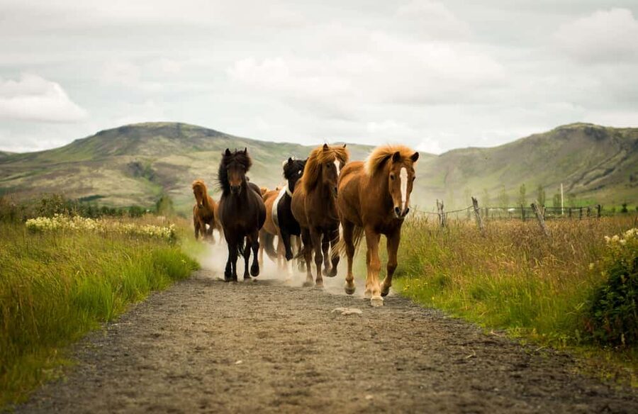Reykjadalur: Horseback Riding Tour for Families & Beginners - What You Get Before You Ride: Helmet, Rain Gear, Winter Suits, Coffee