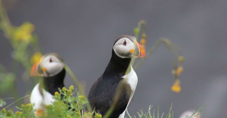 Reykjavik: 1-Hour Puffin Watching Tour - Key highlights worth planning around