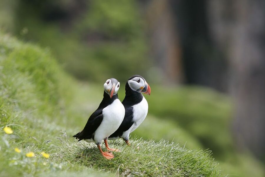 Reykjavik: 1-Hour Puffin Watching Tour - The Yacht Ride: Warm Gear, Binoculars, and How It Feels On the Water