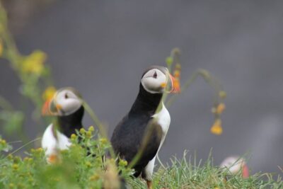 1-Hour Puffin Watching Tour