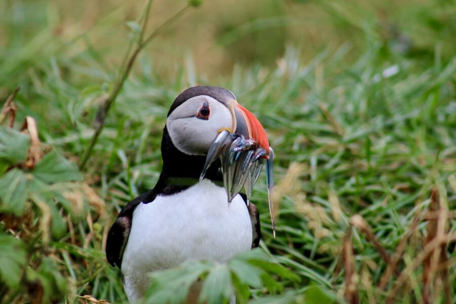 Reykjavik: 1-Hour Puffin Watching Tour - Guide Stories and What Makes the Tour Stick in Your Memory