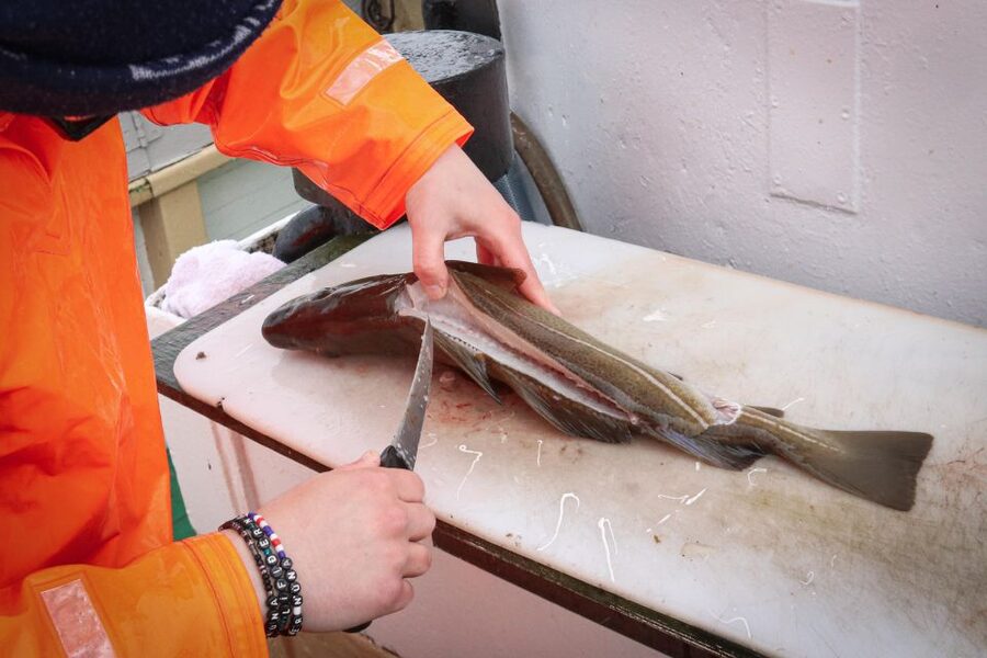 Reykjavik: 3-Hour Sea Angling Gourmet Experience Tour - Where the trip starts: Jóhanna at Hlésgata harbour