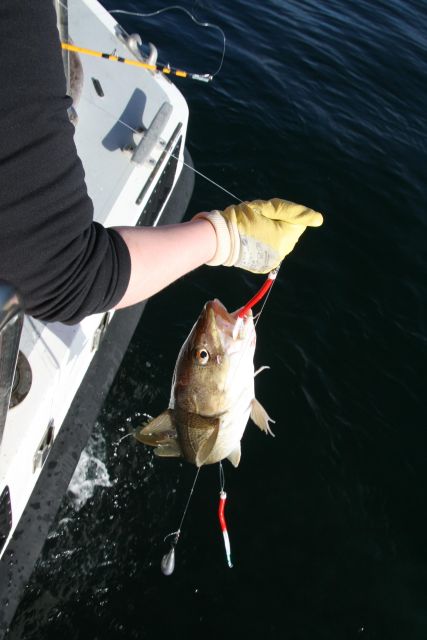 Reykjavik: 3-Hour Sea Angling Gourmet Experience Tour - The crew experience: helpful coaching and fast, friendly teamwork