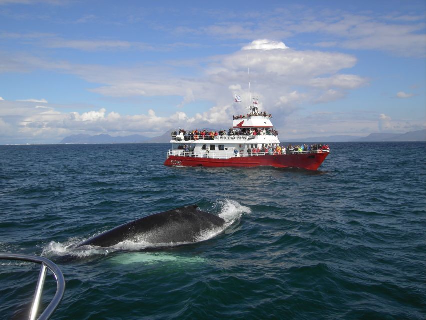 Reykjavik: ATV Ride & Whale Watching Boat Tour - Key things to know before you go