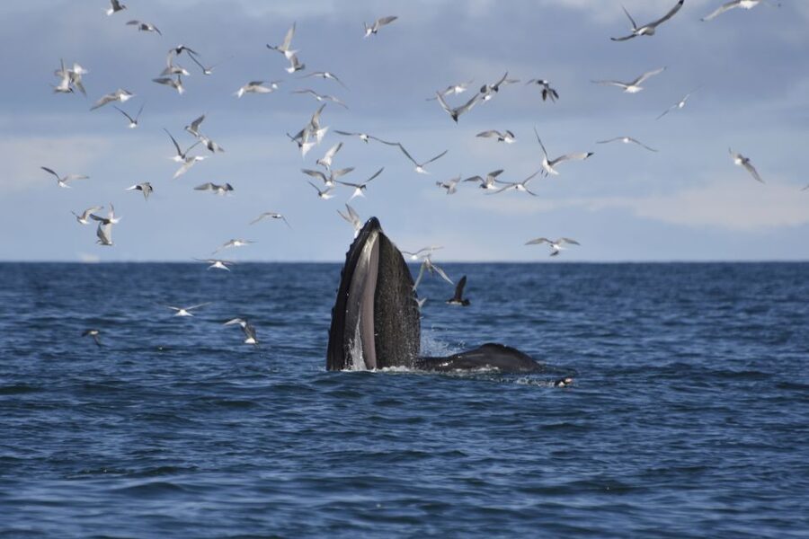 Reykjavik: ATV Ride & Whale Watching Boat Tour - ATV up to Reykjavik Peak, where the day kicks into gear