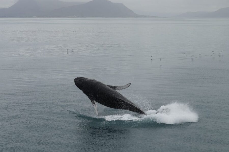 Reykjavik: Best Value Whale Watching Boat Tour - Price and Value: Is $103 Smart for Iceland Whale Watching?