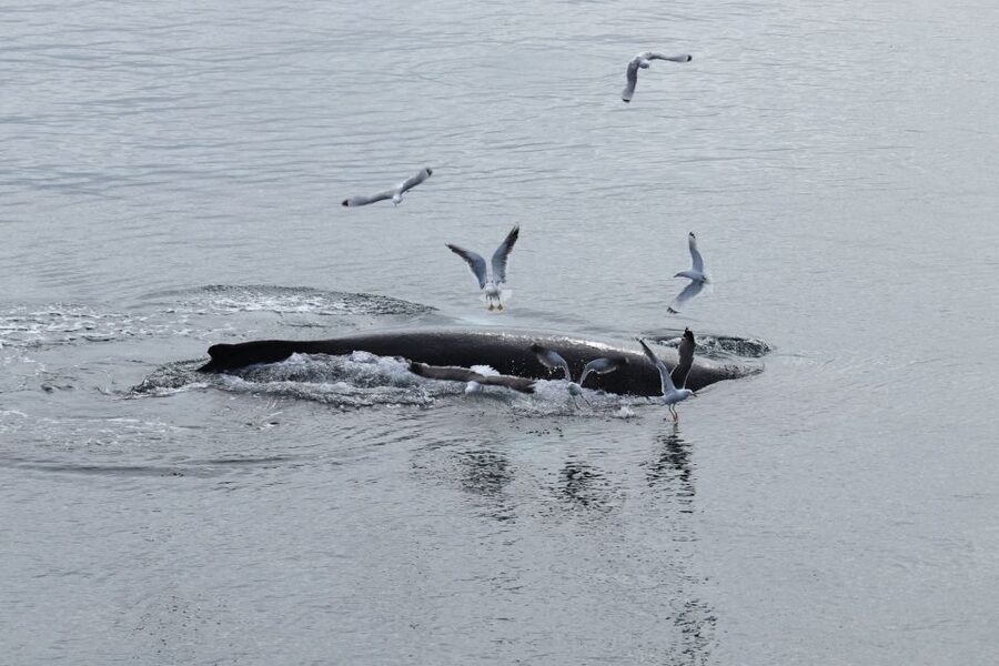 Reykjavik: Best Value Whale Watching Boat Tour - Why Faxaflói Bay Makes This Tour Feel Worth It