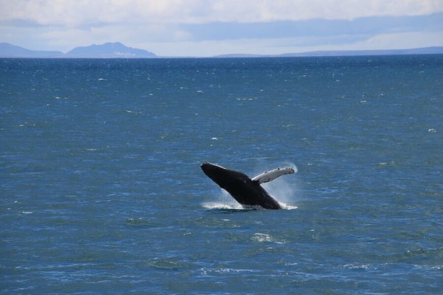 Reykjavik: Best Value Whale Watching Boat Tour - Warm Overalls, Heated Cabins, and Seasickness Help