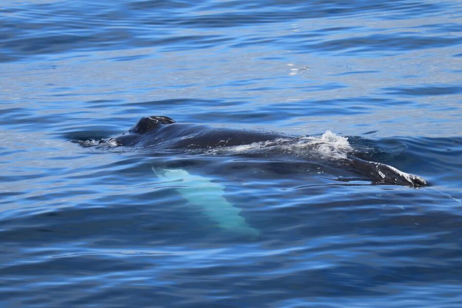 Reykjavik: Best Value Whale Watching Boat Tour - Which Whales and Dolphins You Can Actually Expect