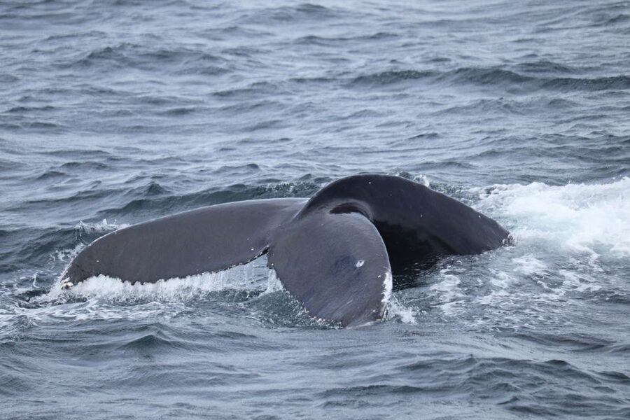 Reykjavik: Best Value Whale Watching Boat Tour - Wildlife Beyond Whales: Birds, Porpoises, and Extra Surprises