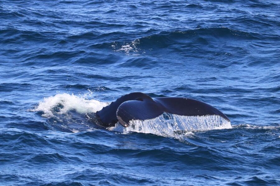 Reykjavik: Best Value Whale Watching Boat Tour - Guides Who Help You See, Not Just Tell Stories