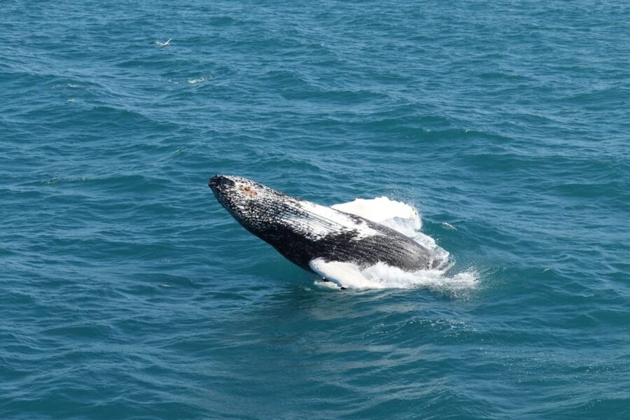 Reykjavik: Best Value Whale Watching Boat Tour - Geirsgata 11 Check-In, Then Right Into the Old Harbour Vibe