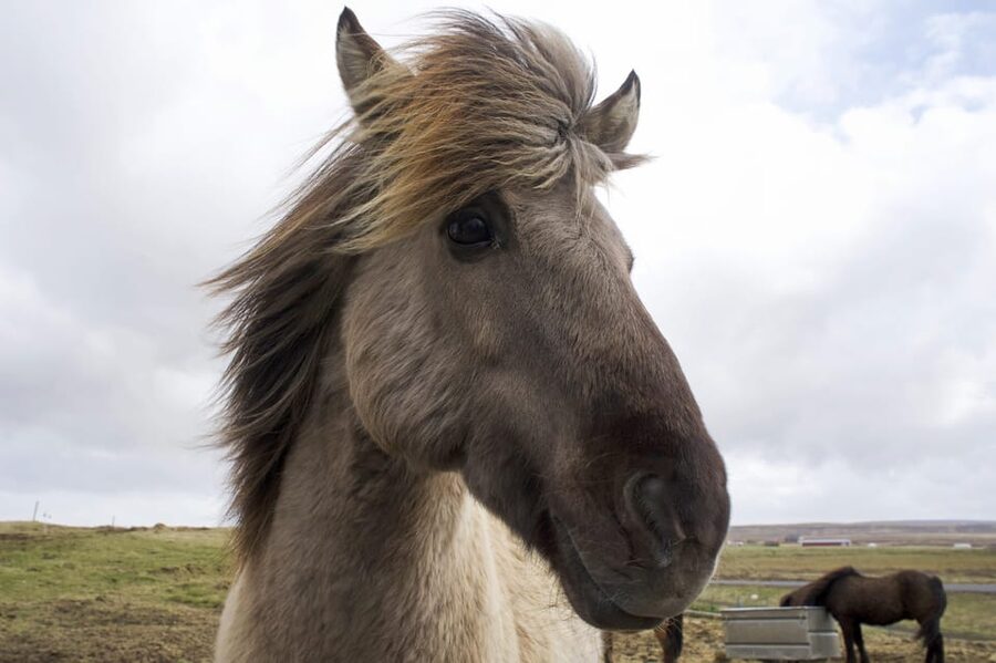 Reykjavik Combo: Horse Riding & Snorkeling in Silfra Fissure - Thingvellir Silfra Fissure Snorkeling, Between Two Continents