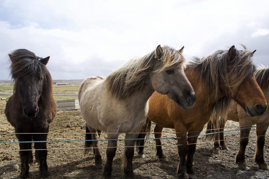 Reykjavik Combo: Horse Riding & Snorkeling in Silfra Fissure - The Ride Itself: Views, Pace, and What to Expect