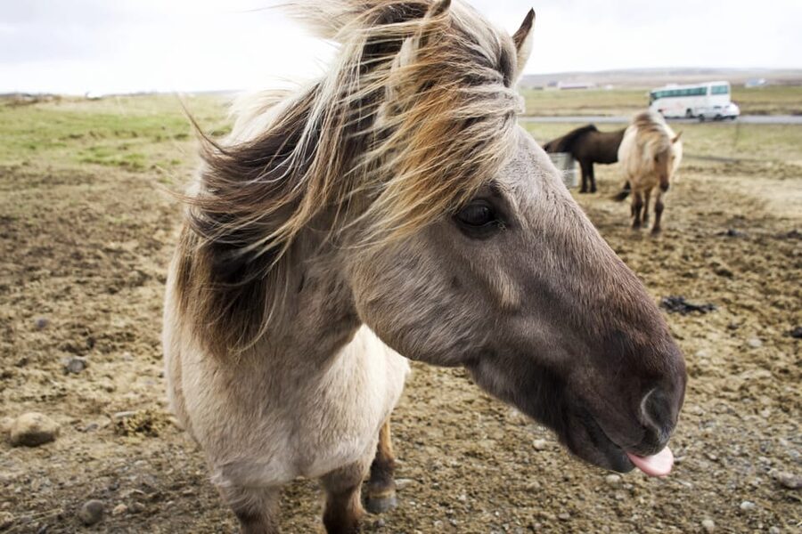 Reykjavik Combo: Horse Riding & Snorkeling in Silfra Fissure - Who Should Book This Combo, and Who Should Skip It