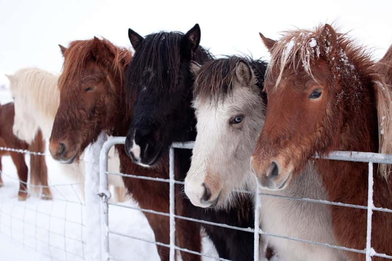 Reykjavik: Full-Day Golden Circle & Geothermal Greenhouse - Gullfoss Golden Falls: viewing mist rainbows without losing your footing