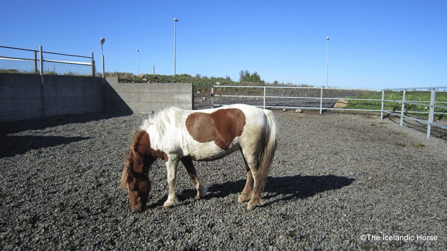 Reykjavík: Horse Riding Tours - Who This Tour Suits Best (And Who Might Want Something Else)