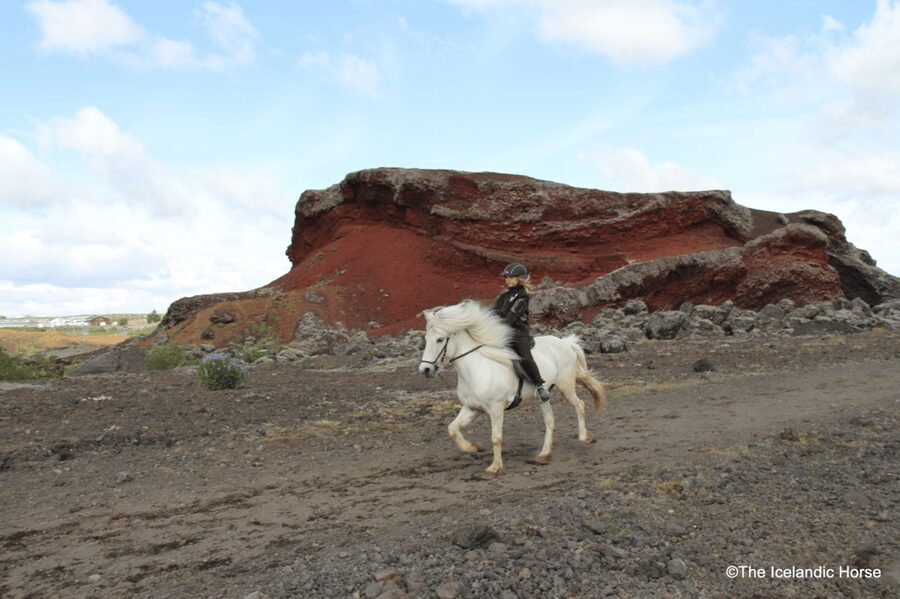 Reykjavík: Horse Riding Tours - The Icelandic Horse Advantage: The Tölt Gait You Came For