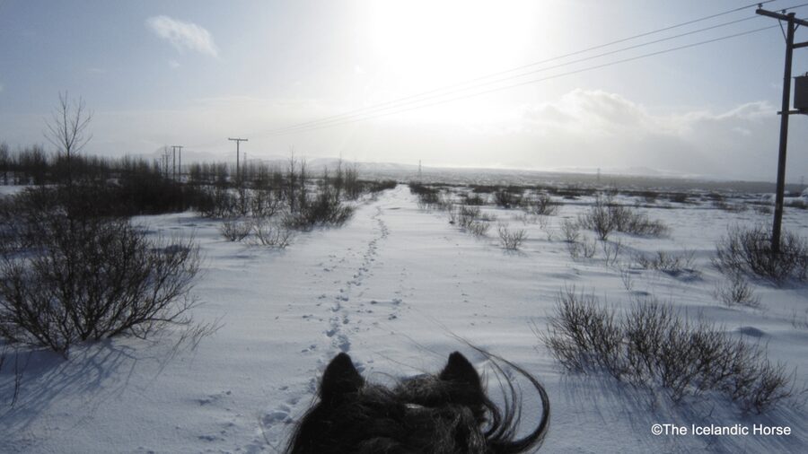 Reykjavík: Horse Riding Tours - Redhill Area Views and Volcanic Country From Your Saddle