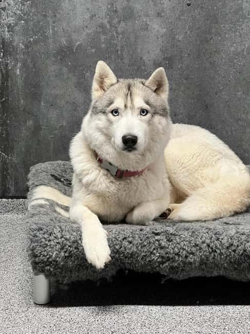 Reykjavík: Husky Kennel Visit with Hot Drinks - Key highlights you will remember