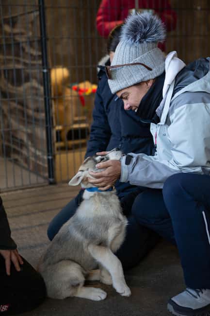 Reykjavík: Husky Kennel Visit with Hot Drinks - Your one-hour husky reset near Reykjavík