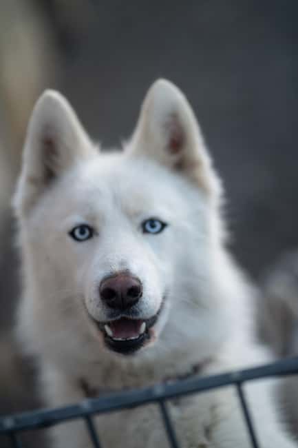 Reykjavík: Husky Kennel Visit with Hot Drinks - The guided kennel tour, what you actually learn