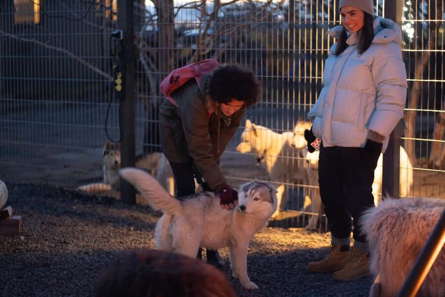 Reykjavík: Husky Kennel Visit with Hot Drinks - Warm drinks and cookies by the open fire