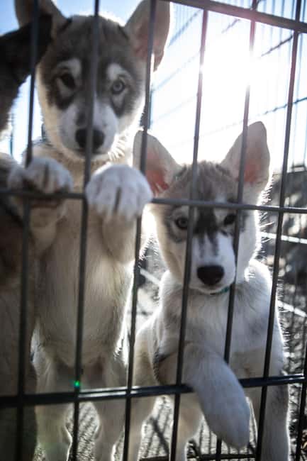 Reykjavík: Husky Kennel Visit with Hot Drinks - Price and value: $91 for a guided, warm experience
