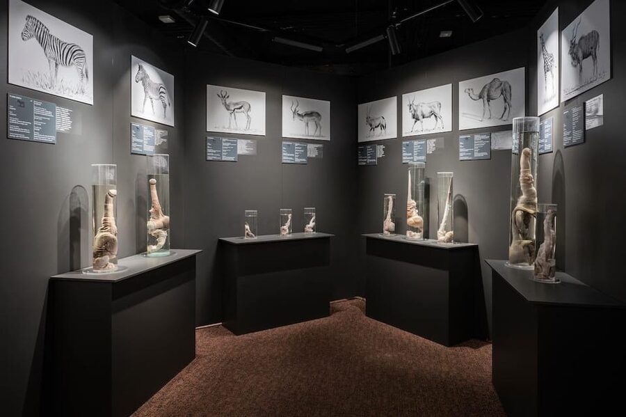 Reykjavik: Icelandic Phallological Museum Entry Ticket - Key Highlights to Plan Around