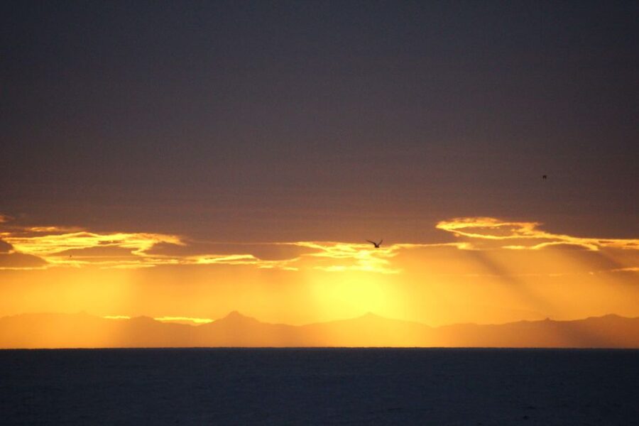 Reykjavík: Midnight Sun Whale Watching Cruise - Key points before you go
