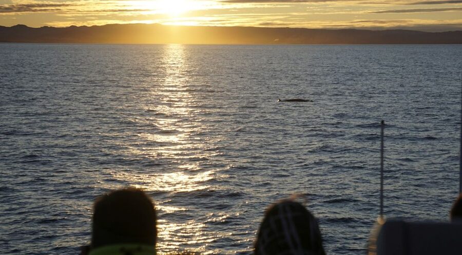Reykjavík: Midnight Sun Whale Watching Cruise - Who should book this midnight sun whale cruise