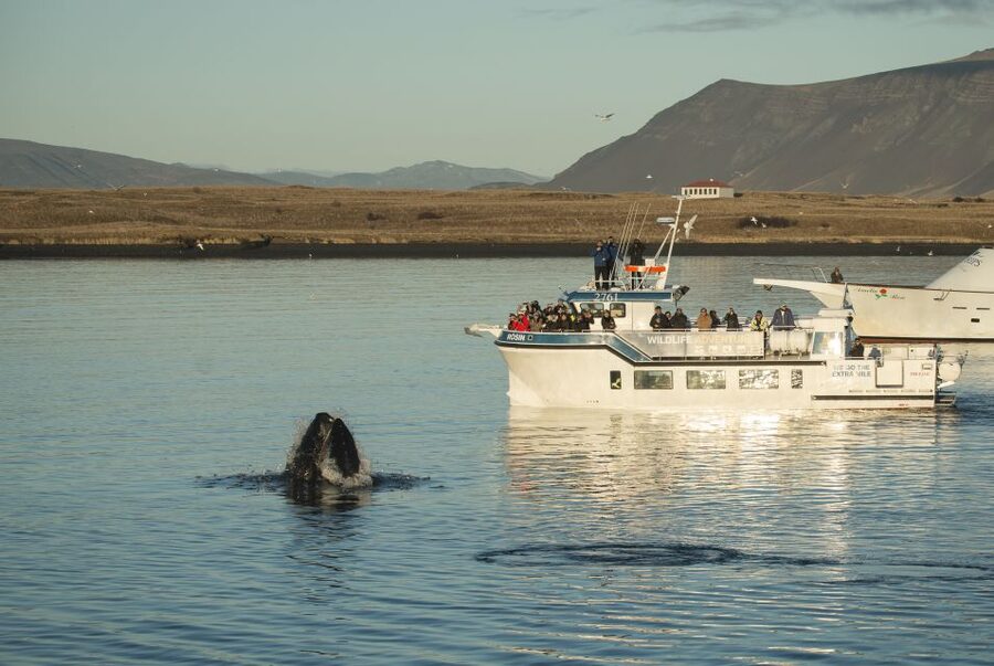 Reykjavík: Midnight Sun Whale Watching Cruise - Why Reykjavík’s midnight sun is the real star