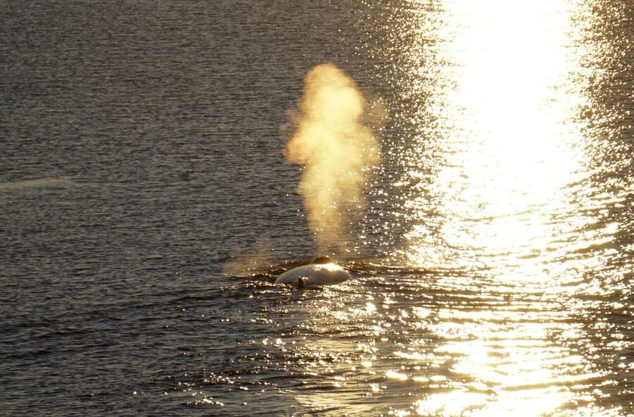 Reykjavík: Midnight Sun Whale Watching Cruise - Midnight sun viewing and the gear tricks that level it up