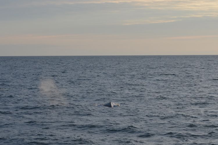 Reykjavik: Midnight Sun Whale Watching Tour - Warm overalls, boat comfort, and the rules that protect wildlife