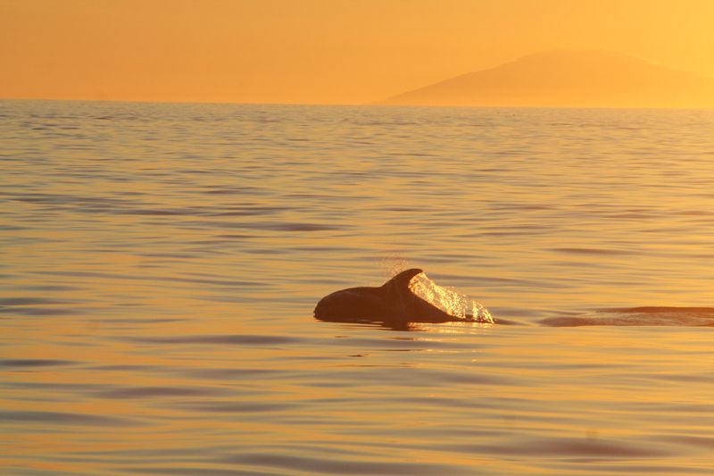 Reykjavik: Midnight Sun Whale Watching Tour - Whale guarantee: what it means for your risk tolerance