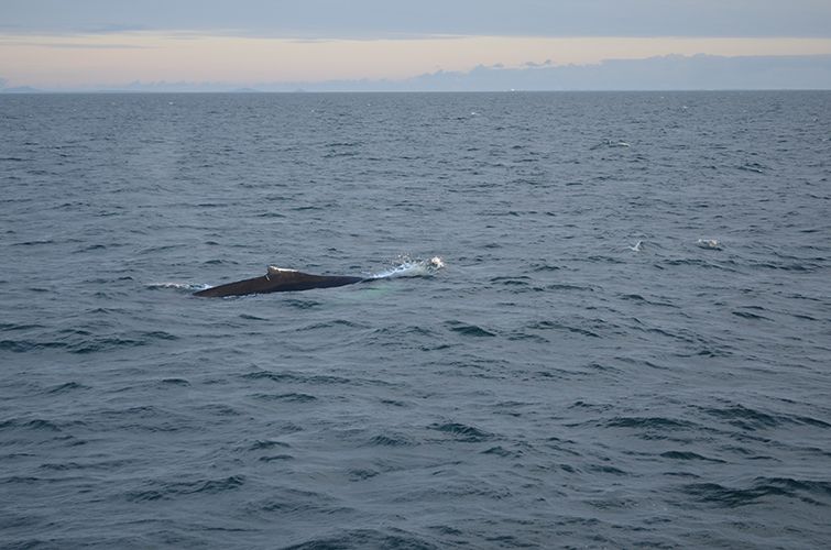 Reykjavik: Midnight Sun Whale Watching Tour - Comfort and value: is $111 worth it for a 3-hour cruise?