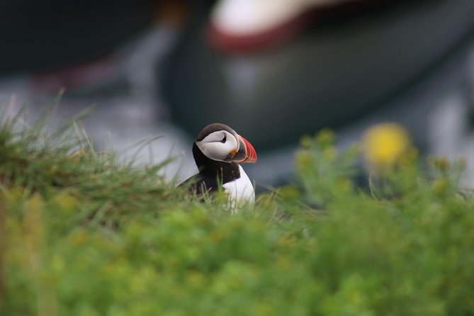 Reykjavik Premium Puffin tour | Close Up and Personal - Key highlights of the Reykjavik Premium Puffin tour (Close Up and Personal)