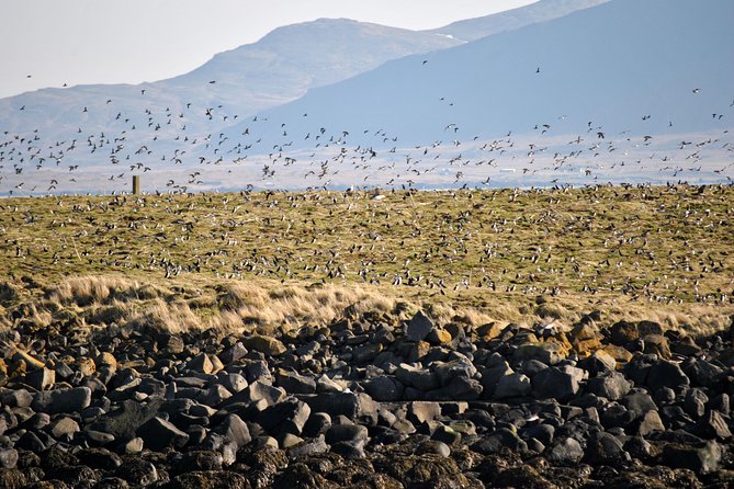 Reykjavik Premium Puffin tour | Close Up and Personal - From Elding Whale Watching to Lundey, fast