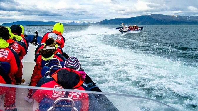 Reykjavik Premium Puffin tour | Close Up and Personal - Live guiding that turns sightings into understanding