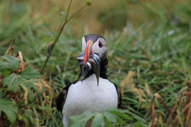 Reykjavik Premium Puffin tour | Close Up and Personal - Timing it with Reykjavik sightseeing: short, focused, doable