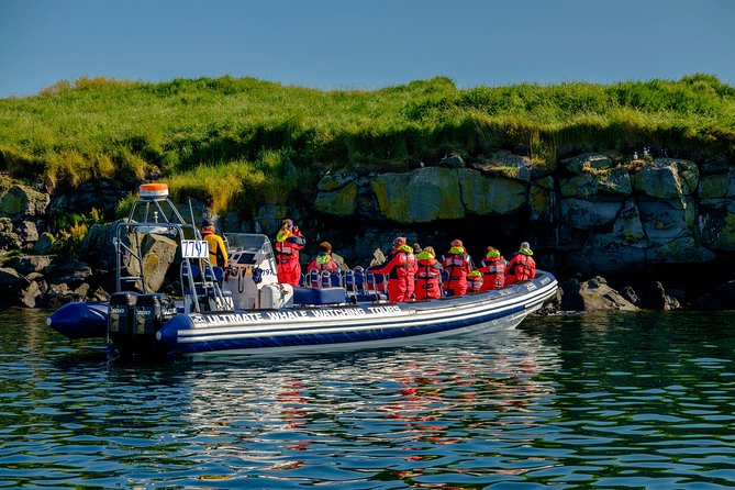 Reykjavik Premium Puffin tour | Close Up and Personal - Price and value: $85 for a focused wildlife hit
