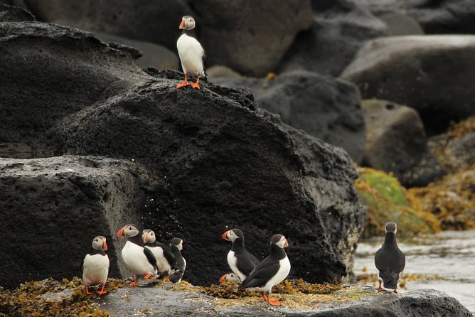 Reykjavik Premium Puffin tour | Close Up and Personal - RIB speed raft setup: warm gear and safe feel