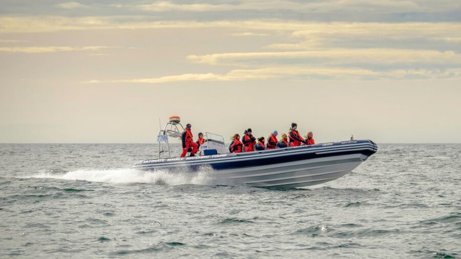 Reykjavik: Premium Whale and Puffin Watching Evening Tour - Key things that make this tour worth your time