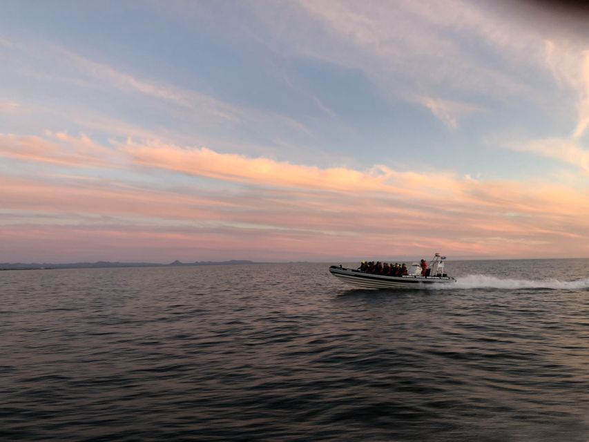 Reykjavik: Premium Whale and Puffin Watching Evening Tour - Reykjavik’s midnight sun, powered by a RIB speedboat