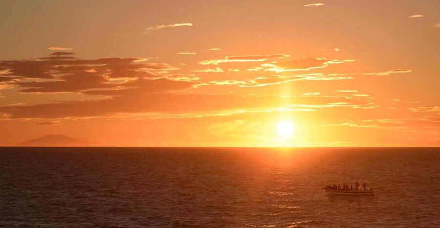 Reykjavik: Premium Whale and Puffin Watching Evening Tour - What you can realistically see: whales, dolphins, and puffins